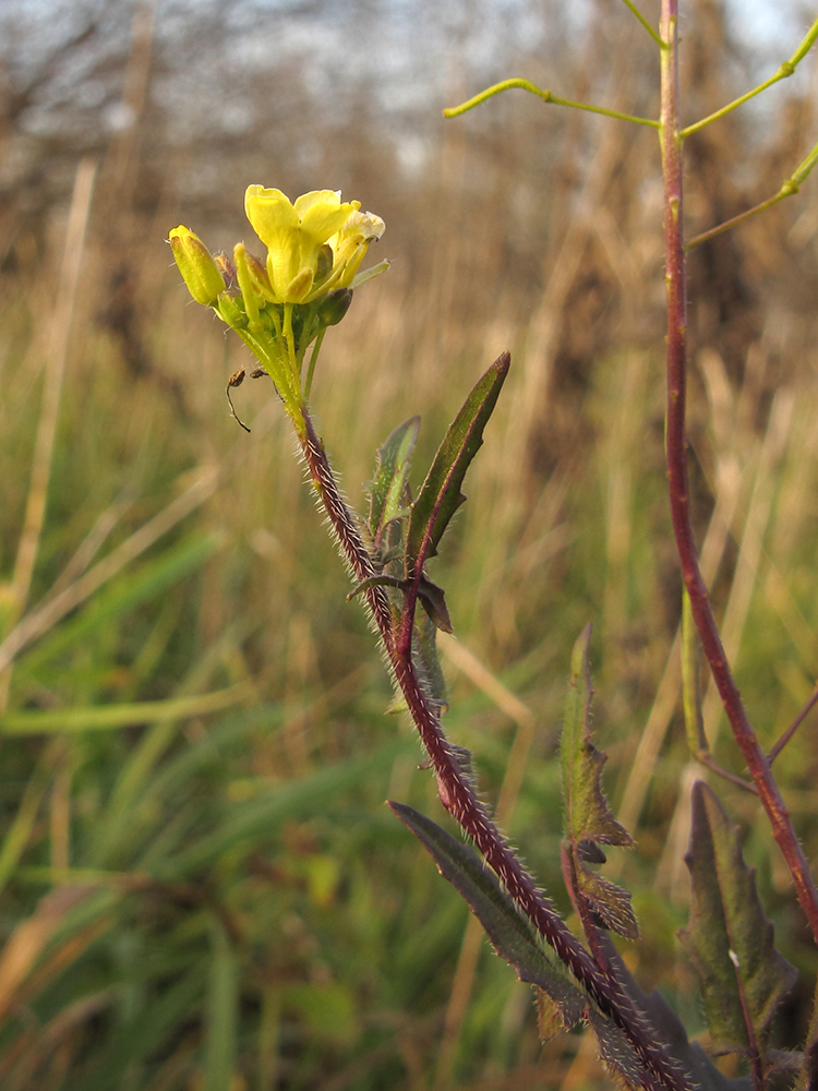 Image of Sisymbrium loeselii specimen.