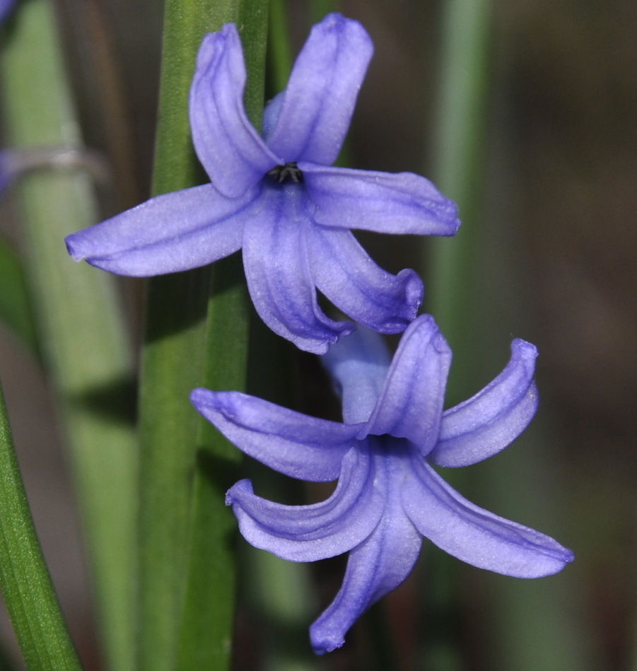 Image of Hyacinthus orientalis specimen.