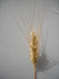 Triticum aestivum