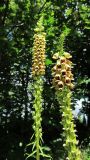 Digitalis schischkinii