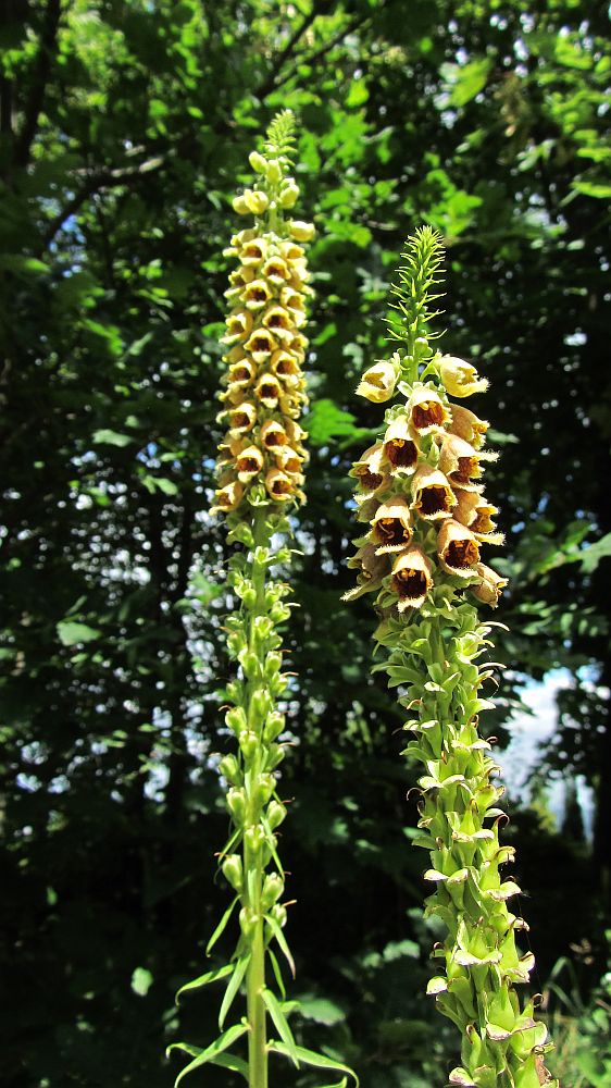 Изображение особи Digitalis schischkinii.