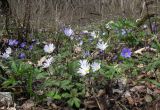 Anemone banketovii. Цветущие растения в широколиственном лесу. Краснодарский край, Абинский р-н, окр. станицы Шапсугская. 15.03.2014.