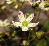 Saxifraga bronchialis