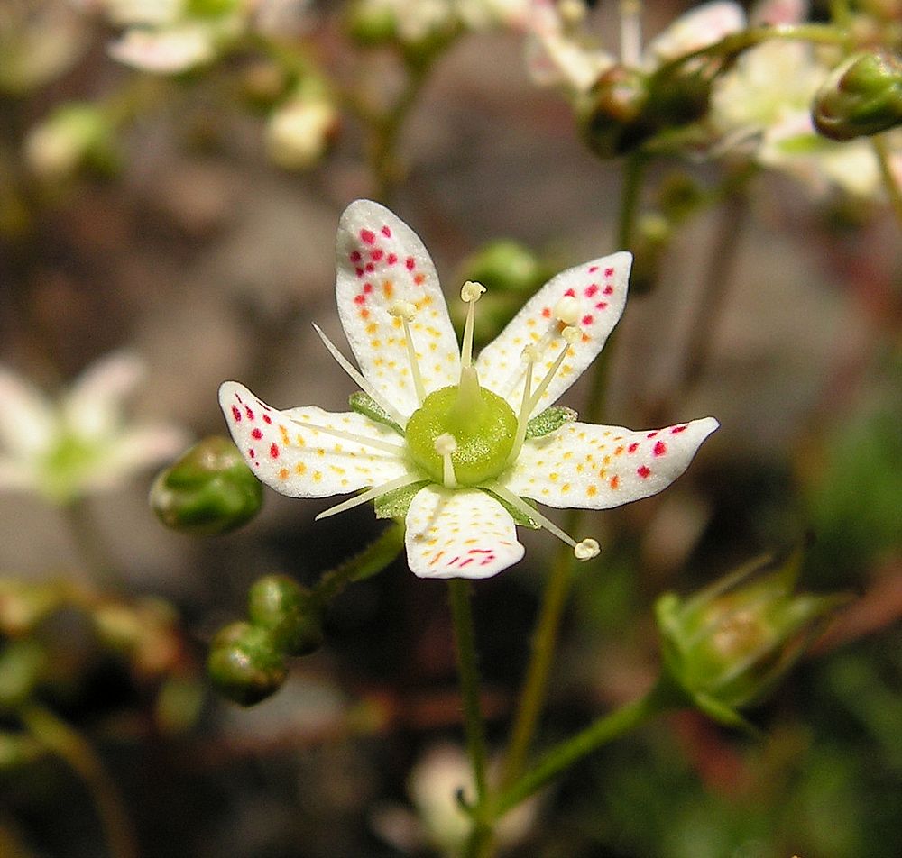 Image of Saxifraga bronchialis specimen.