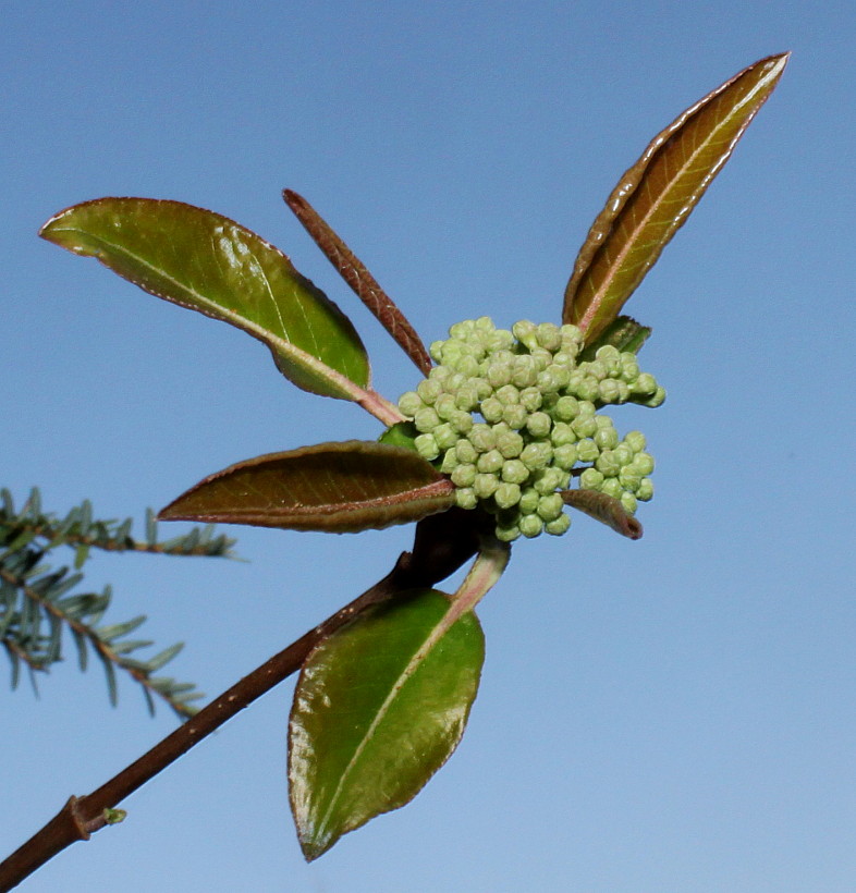 Изображение особи Viburnum prunifolium.