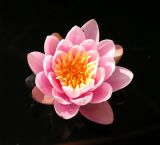 genus Nymphaea. Цветок. Владивосток, Ботанический сад-институт ДВО РАН. 05.09.2013.