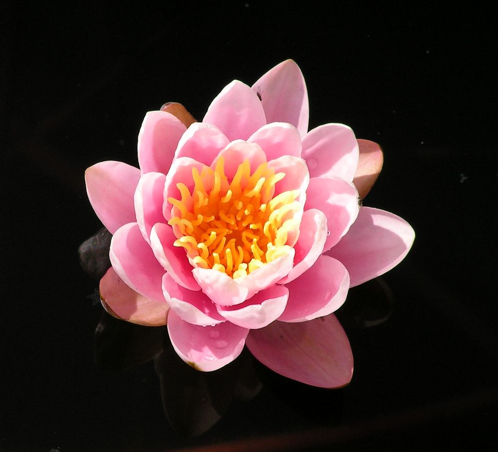 Image of genus Nymphaea specimen.