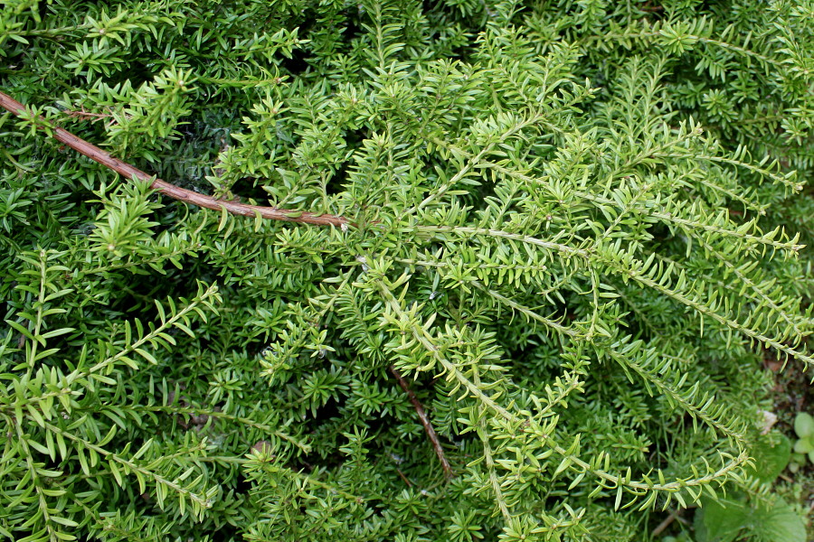 Изображение особи Podocarpus nivalis.