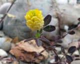 Trifolium campestre. Верхушка побега с соцветием и молодыми листьями. Греция, п-ов Пелопоннес, окр. г. Катаколо. 23.04.2013.