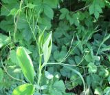 Lathyrus latifolius. Верхушка молодого побега. Украина, г. Киев, лес на восточной окраине, обочина железной дороги. 11.05.2014.