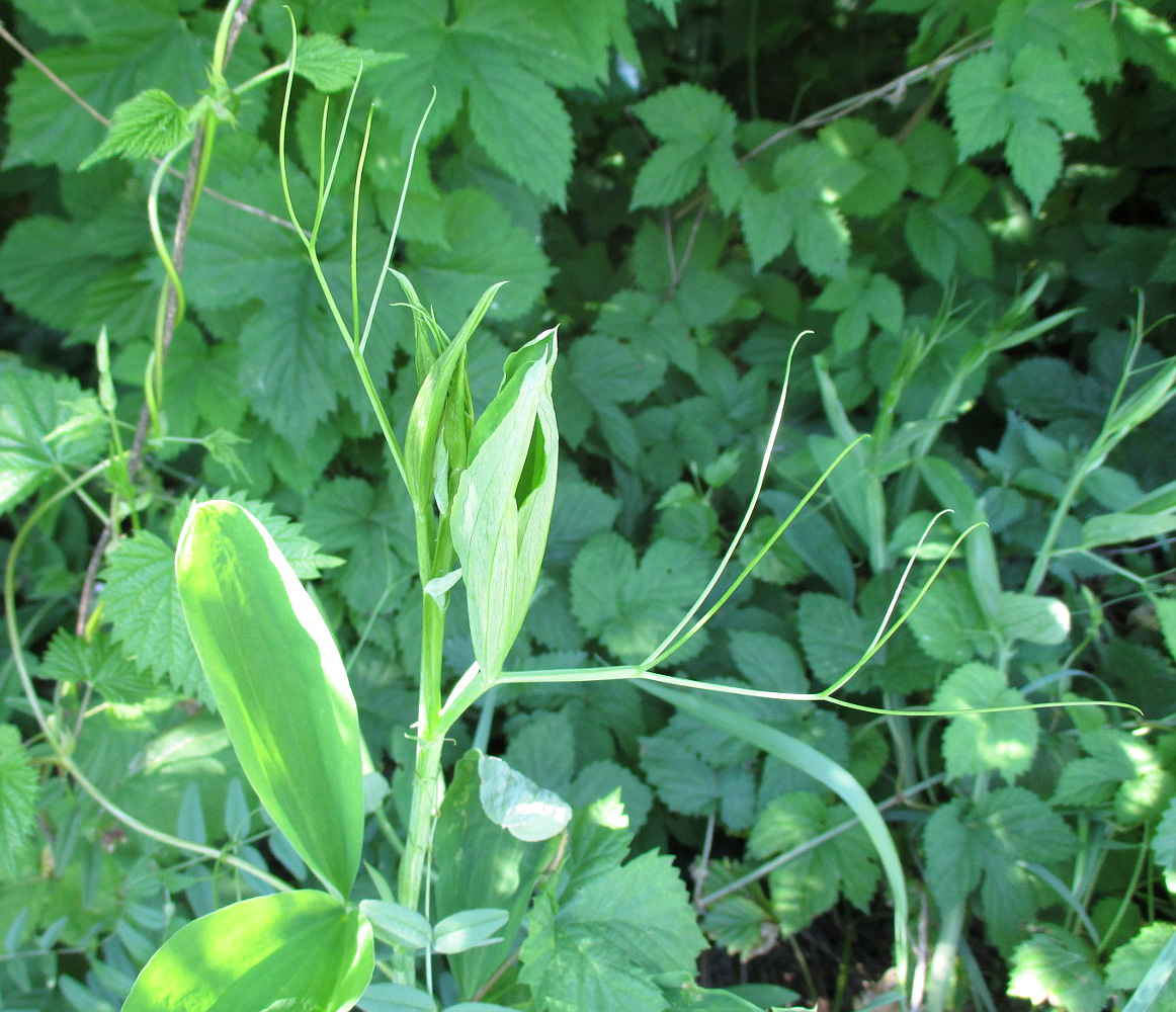 Изображение особи Lathyrus latifolius.