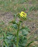 Sinapis arvensis