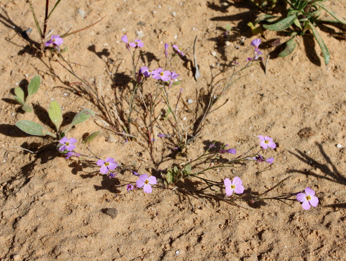 Image of Malcolmia pulchella specimen.