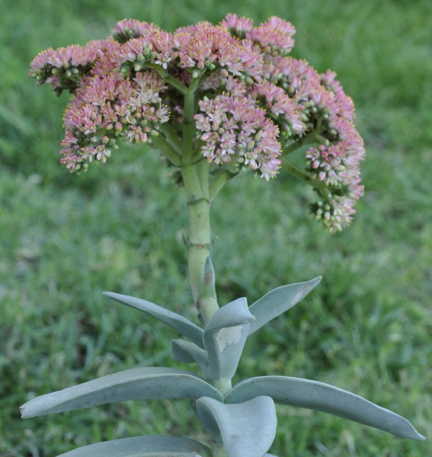 Изображение особи Crassula perfoliata var. minor.