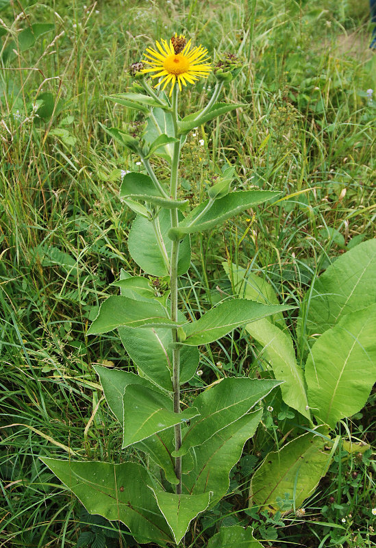 Изображение особи Inula helenium.