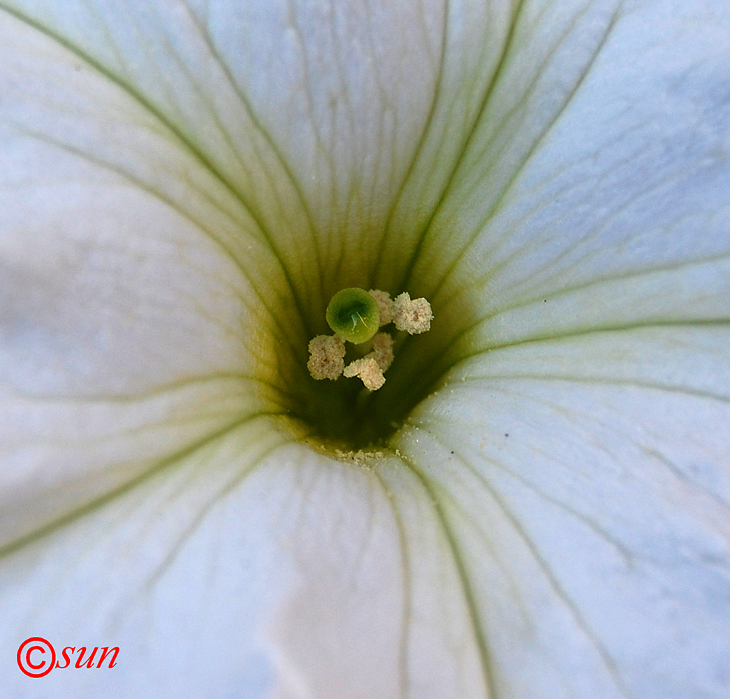 Image of Petunia × atkinsiana specimen.
