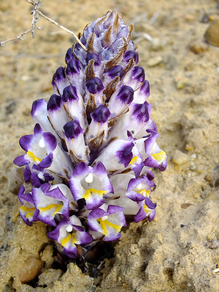 Image of Cistanche salsa specimen.