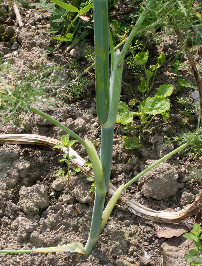 Image of Foeniculum vulgare var. azoricum specimen.