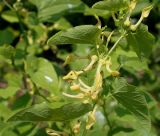 Aristolochia clematitis