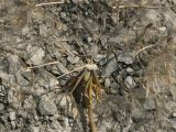 Image of taxon representative. Author is Сергей Банкетов
