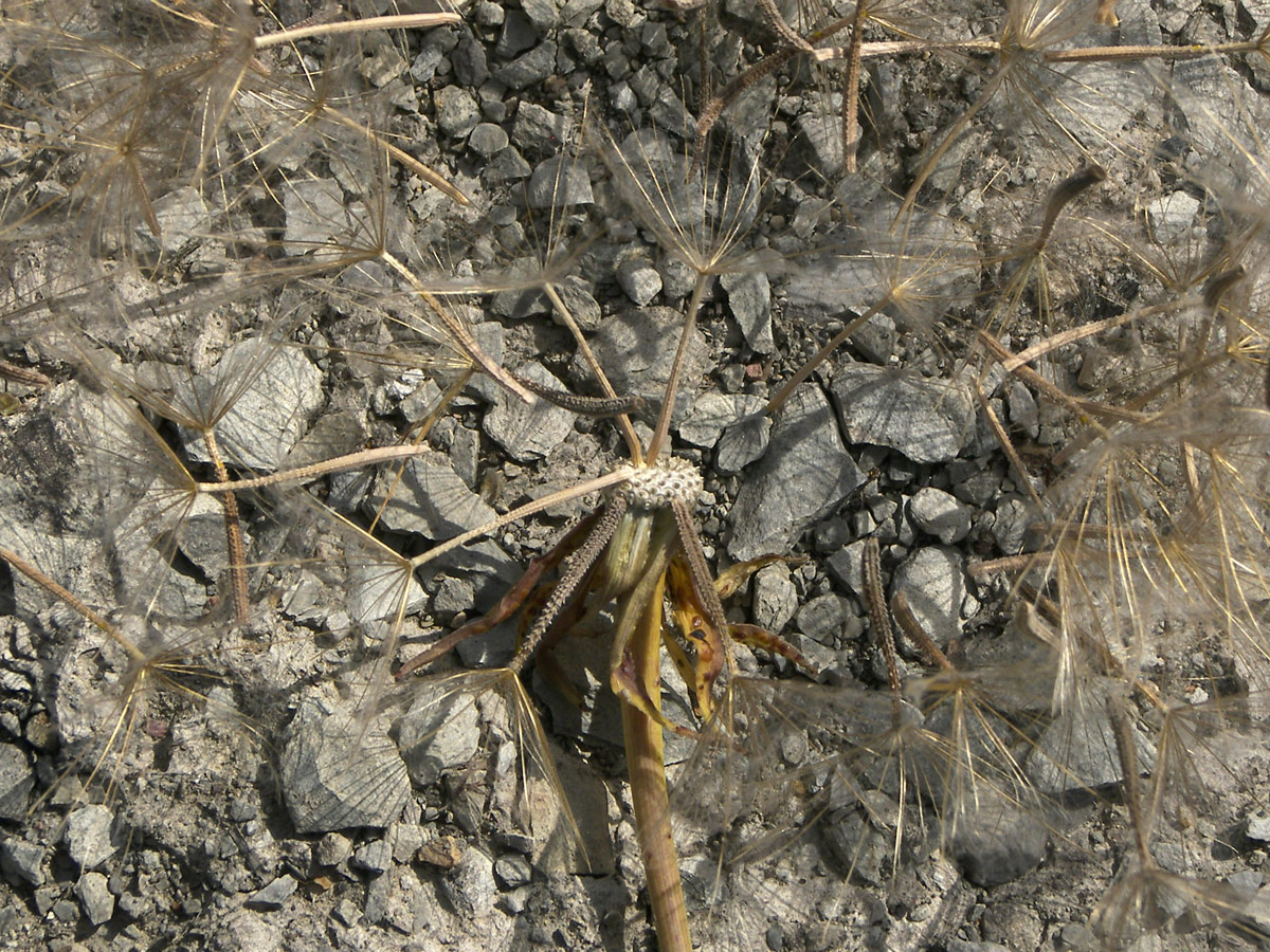 Изображение особи Tragopogon dasyrhynchus.