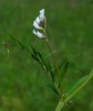 Vicia hirsuta