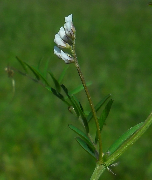 Изображение особи Vicia hirsuta.