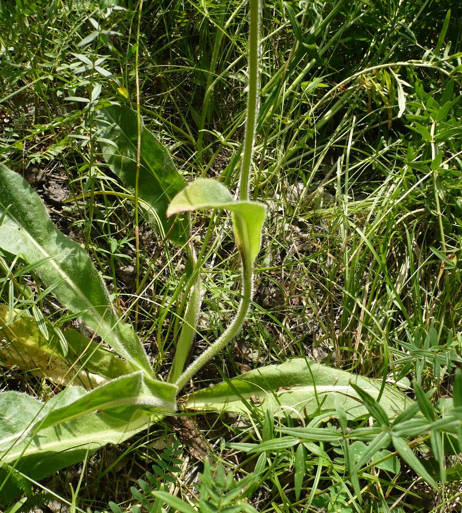 Image of Trommsdorffia maculata specimen.