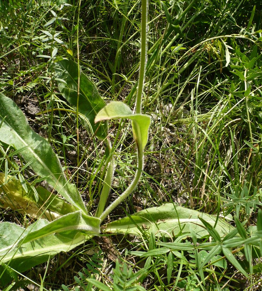 Изображение особи Trommsdorffia maculata.