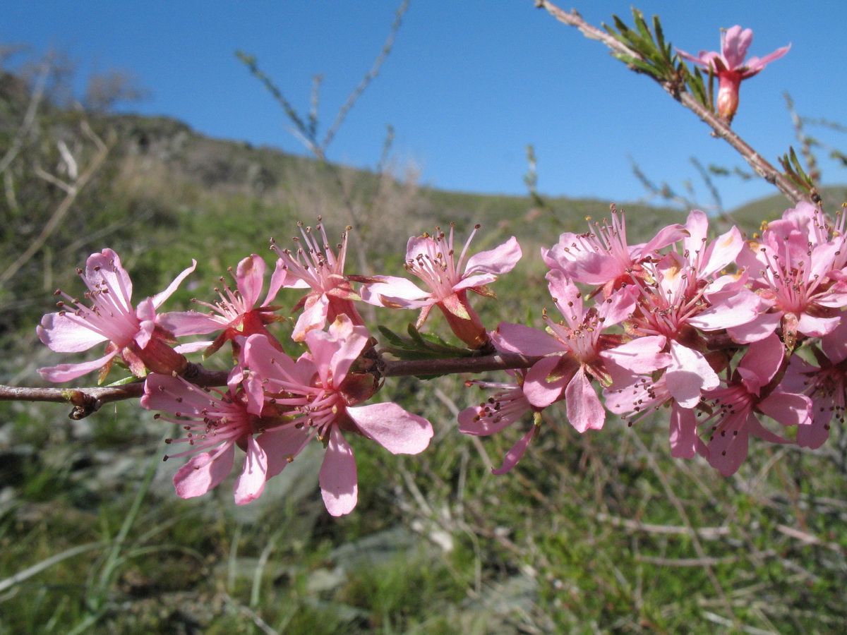 Изображение особи Amygdalus petunnikowii.