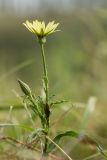 genus Tragopogon. Верхушка цветущего растения. Ростовская обл., Мясниковский р-н, окр. хут. Мартыново. 21.06.2014.