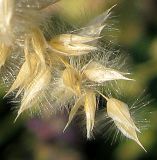 Melica transsilvanica