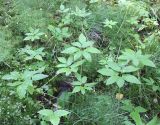 Aegopodium podagraria