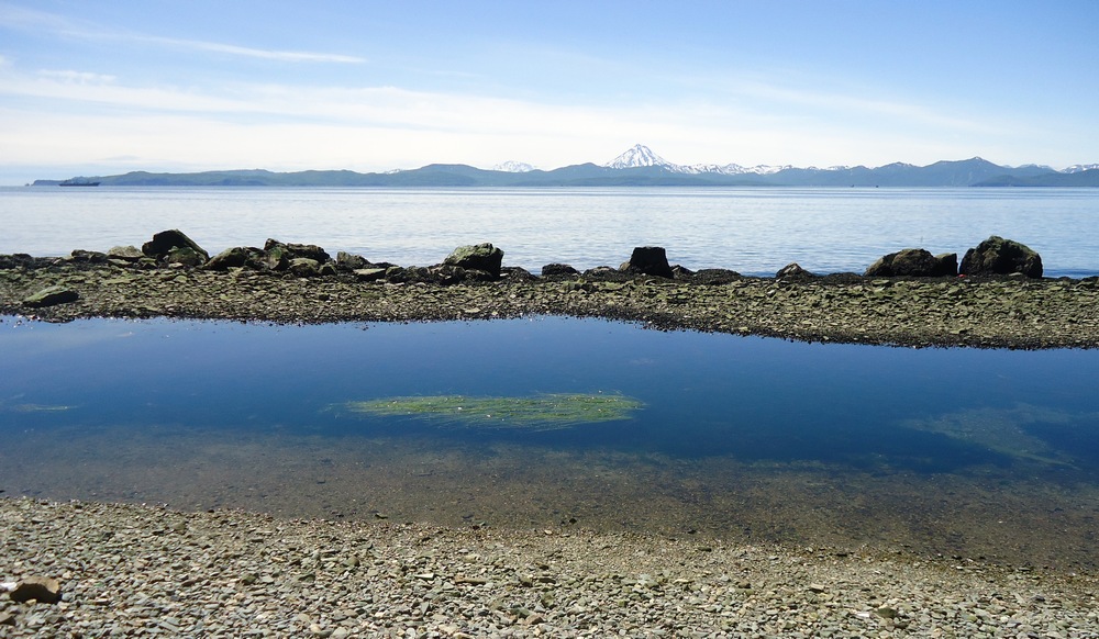 Image of Zostera marina specimen.