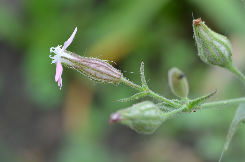 Изображение особи Silene ferganica.