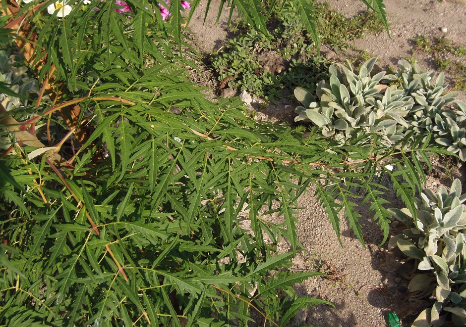 Image of Rhus typhina specimen.
