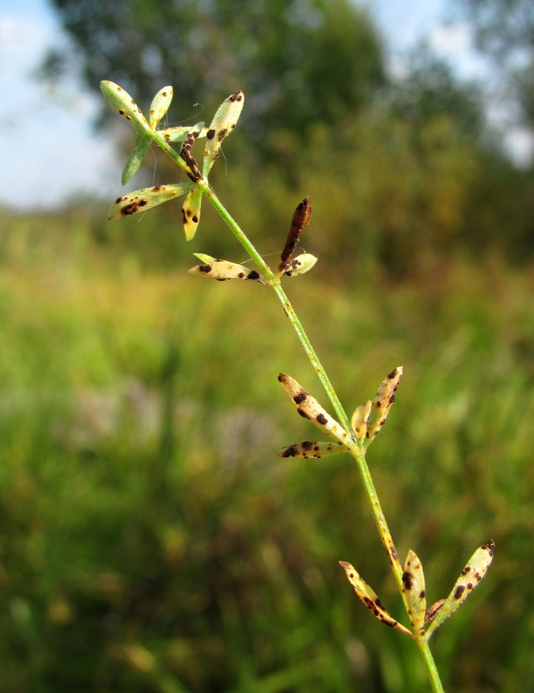 Image of Galium palustre specimen.