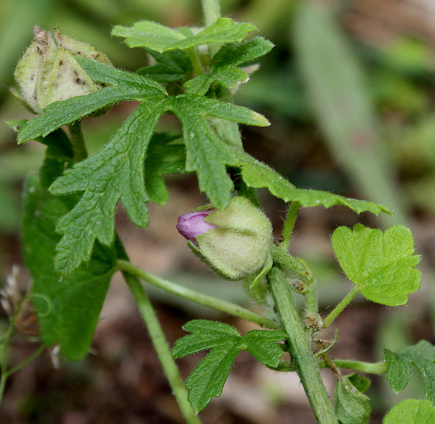Image of familia Malvaceae specimen.