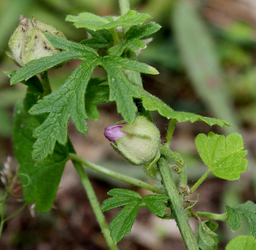 Изображение особи семейство Malvaceae.