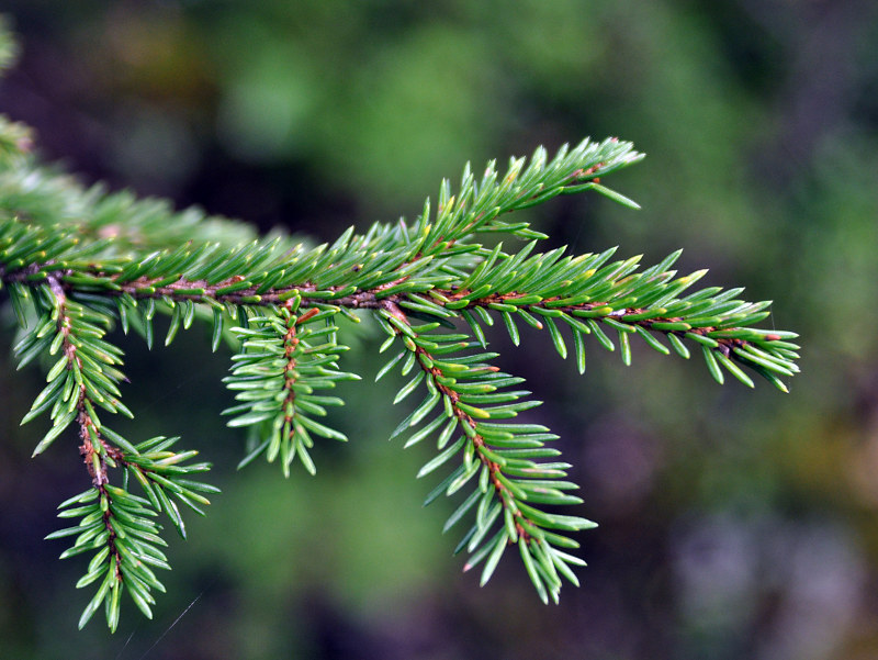 Изображение особи Picea obovata.