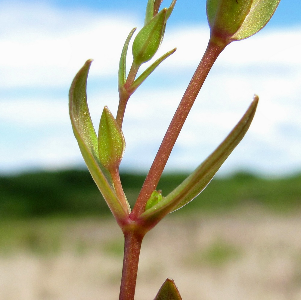 Image of Stellaria crassifolia specimen.