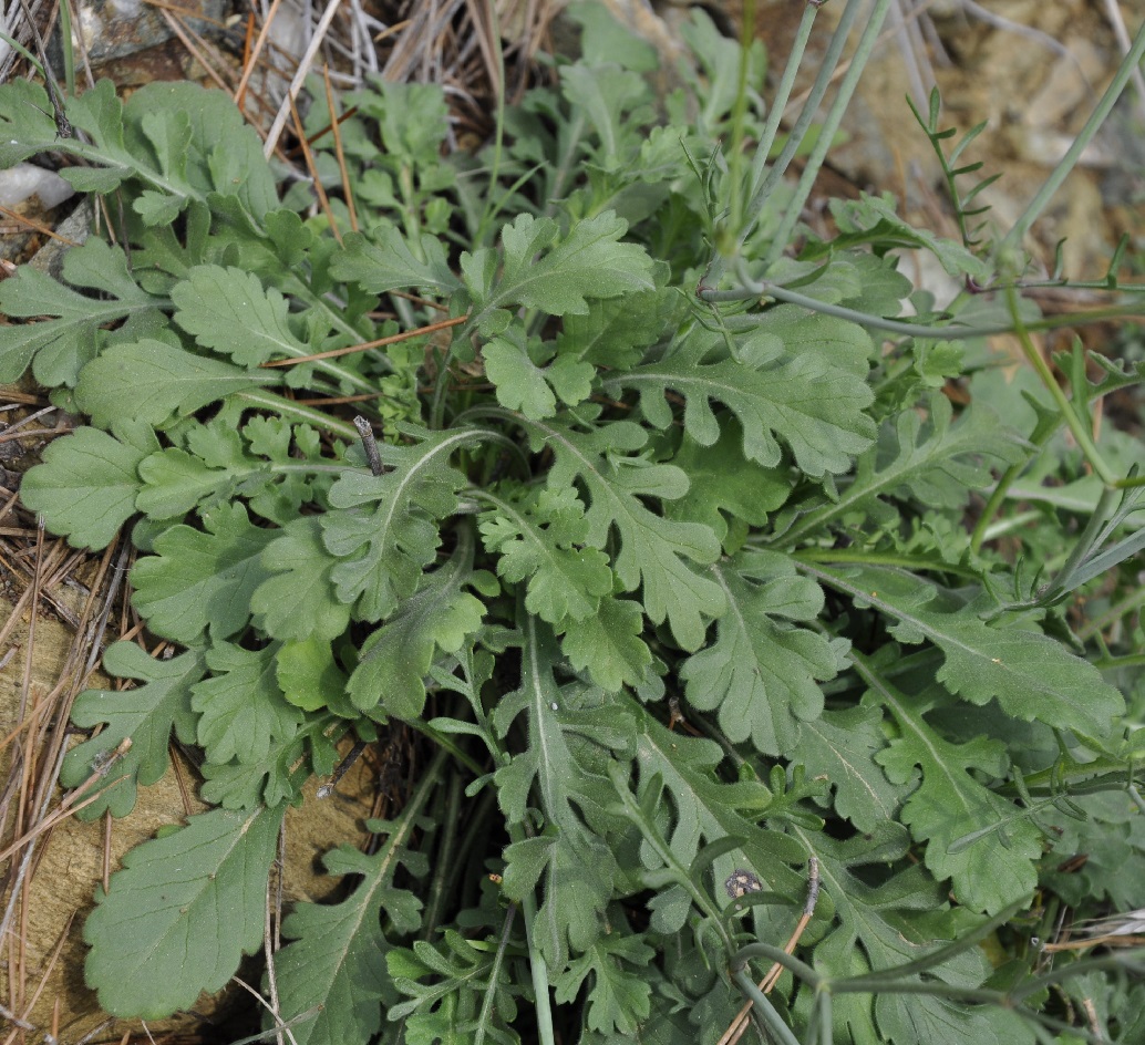 Изображение особи Scabiosa ochroleuca.