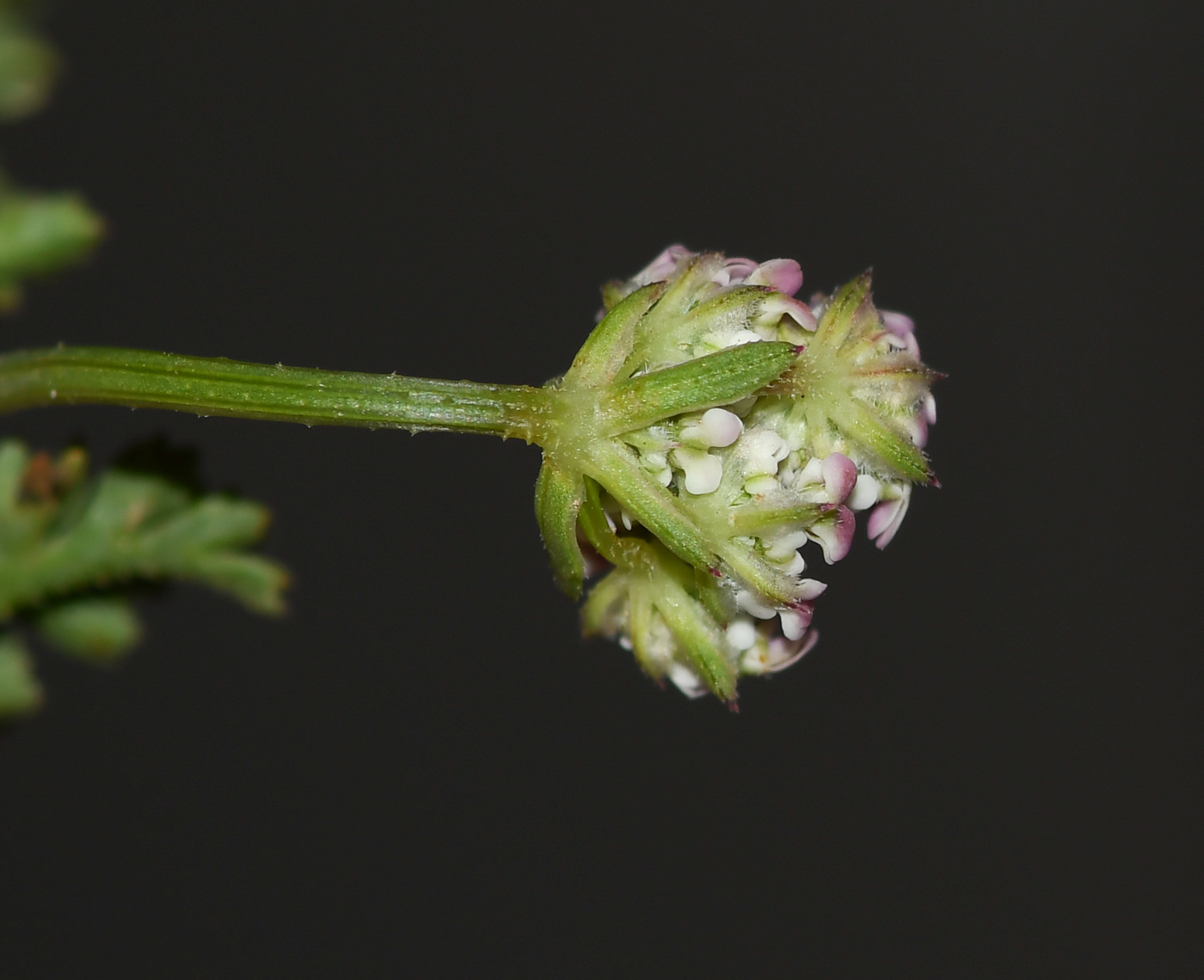 Image of Pseudorlaya pumila specimen.