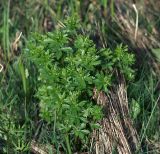 Potentilla erecta