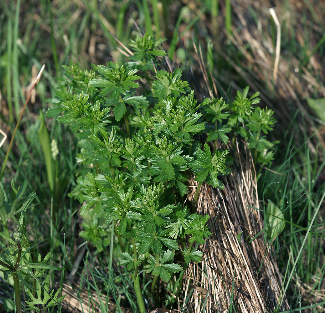 Image of Potentilla erecta specimen.