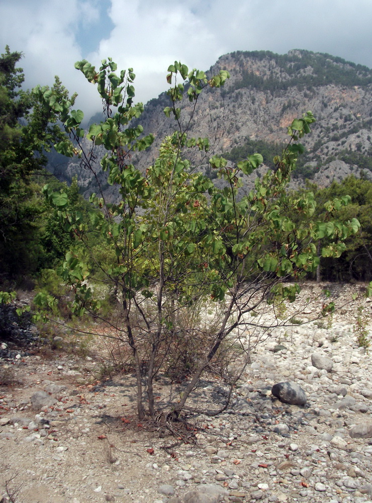 Image of Cercis siliquastrum specimen.