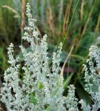 Artemisia austriaca