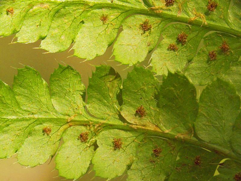 Изображение особи Polystichum braunii.