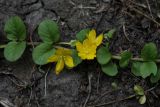 Lysimachia nummularia. Часть побега с цветками. Белгородская обл., пос. Борисовка, усадьба заповедника, газон. 26.06.2009.