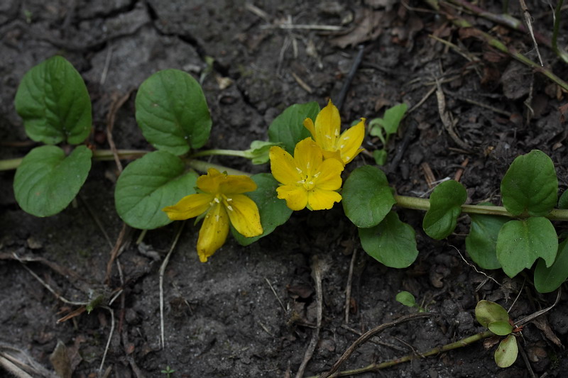 Изображение особи Lysimachia nummularia.